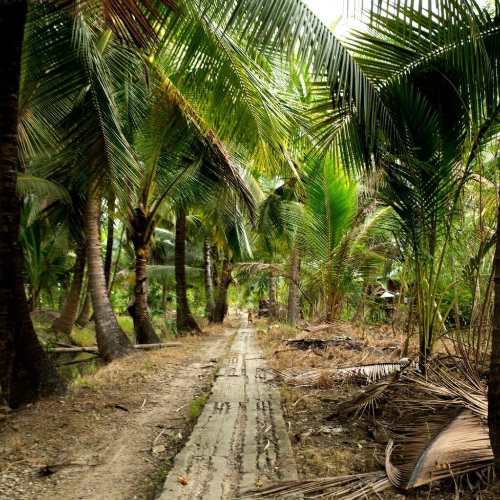 Piantagione di cocco
