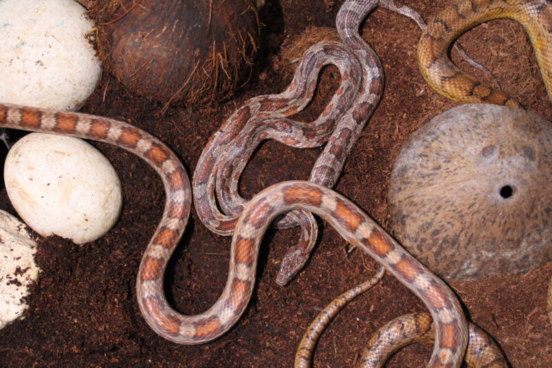 terrario per serpenti in fibra di cocco